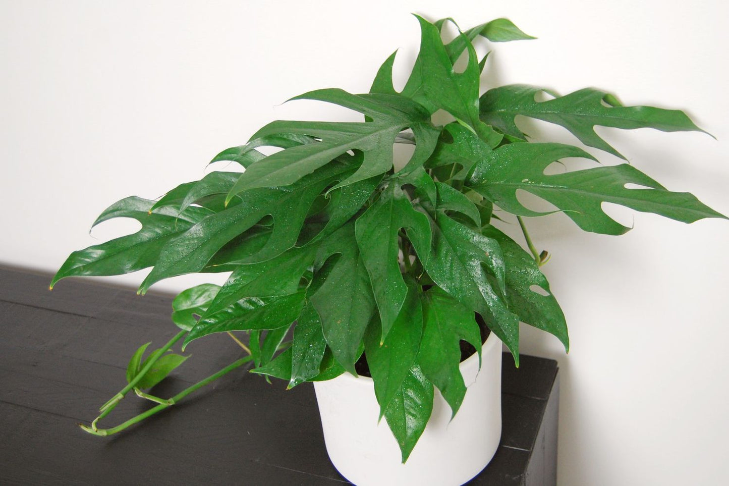 Baltic Blue Pothos