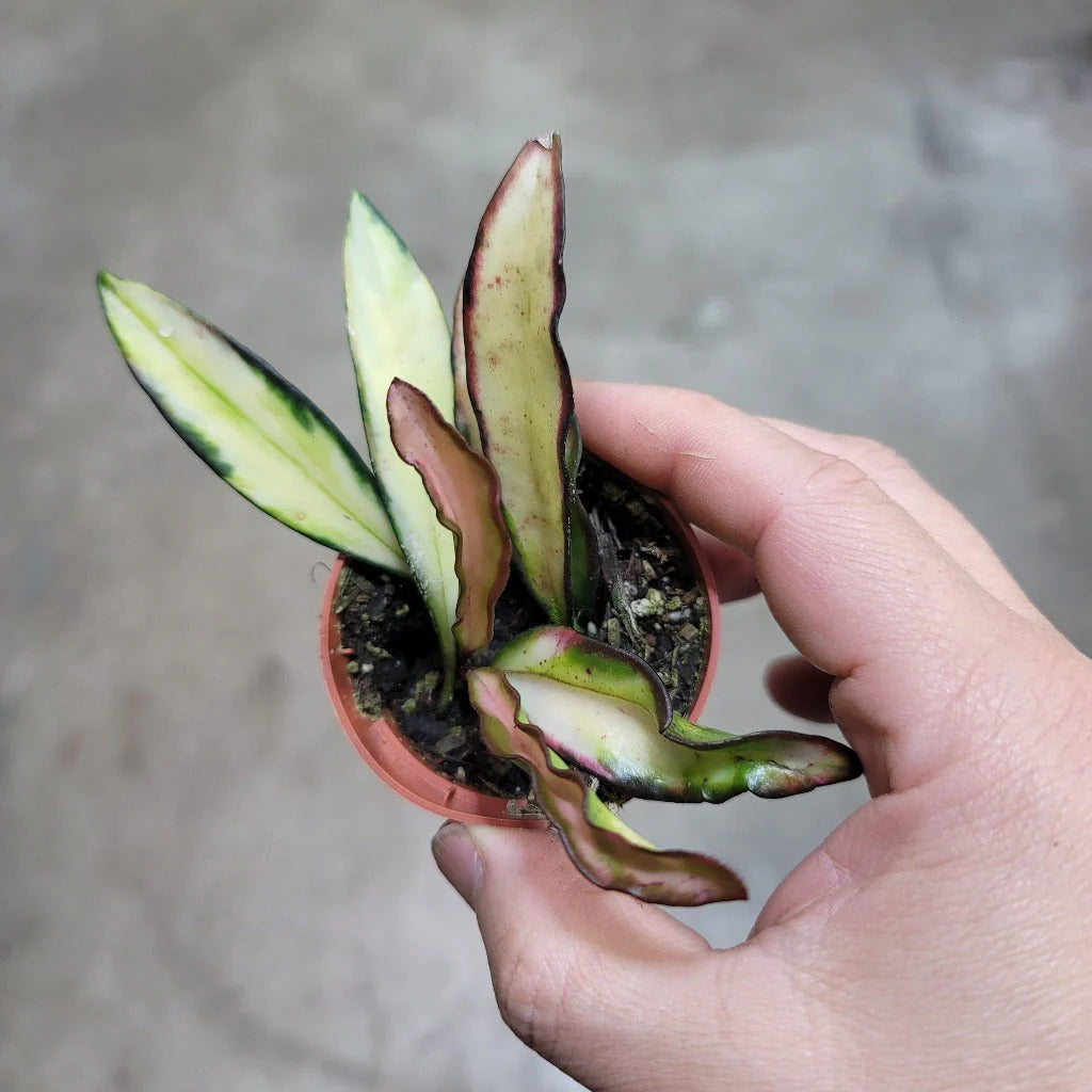 Hoya Wayettii Tricolor