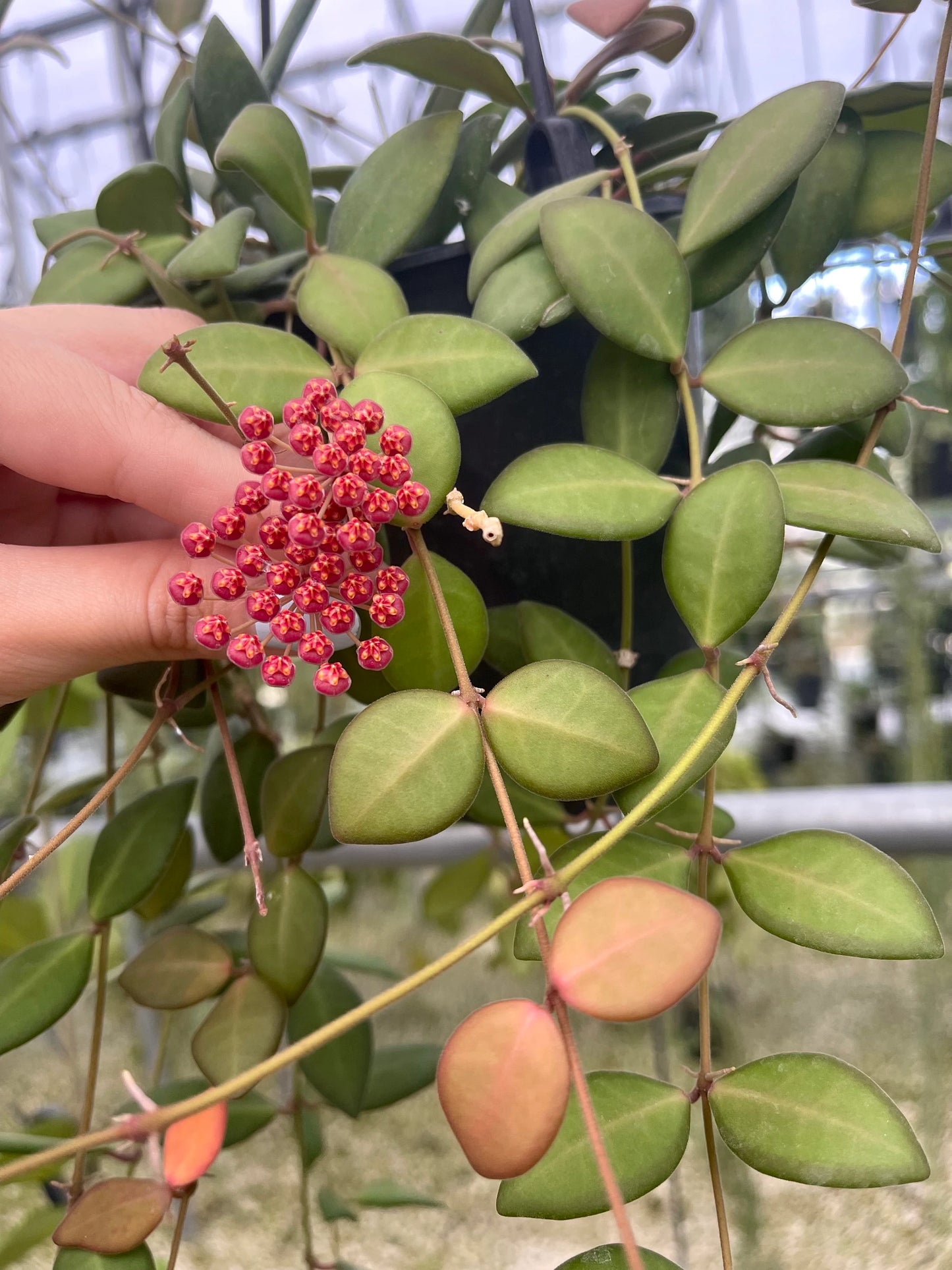 Hoya Burtoniea