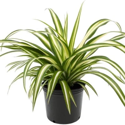 Spider Plant