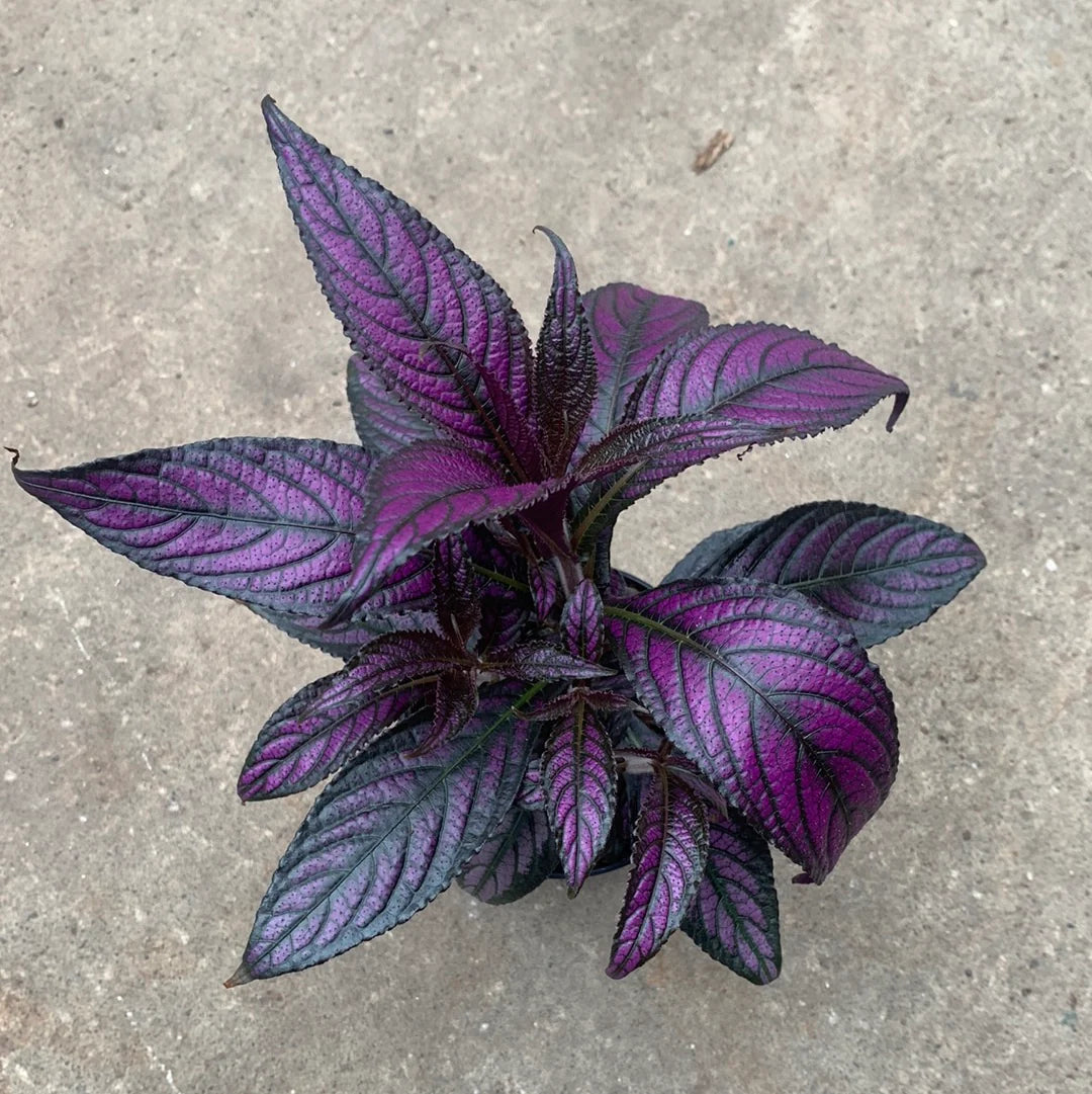 Persian Shield