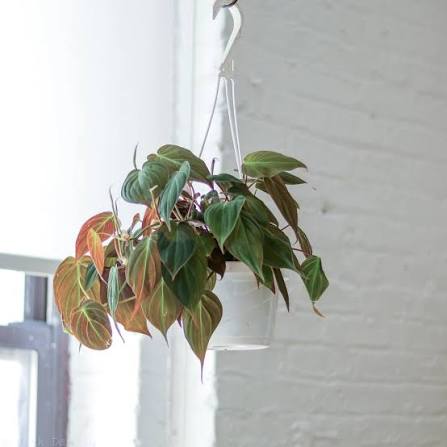 Philodendron Micans