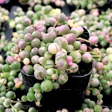 String of Pearls Marble 4" pot
