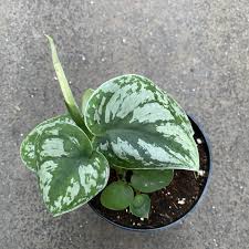 Scindapsus Pictus Exotica Large Leaves