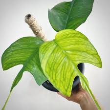 skeleton key pothos for sale Epip Skeleton Key Pothos – Watering Tropical Fever