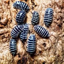 Armadillidium Maculatum Zebra