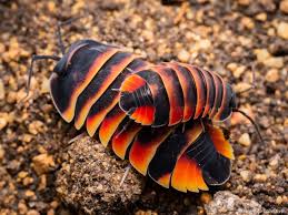 Merulanella Ember Bees