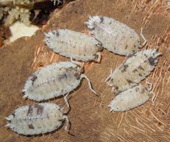 Porcellio Scaber Dalmatian