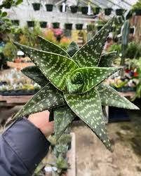 Haworthia Tiki Zila