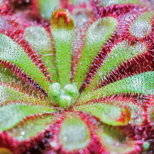 Drosera spathulata - Spoon leaved Sundew