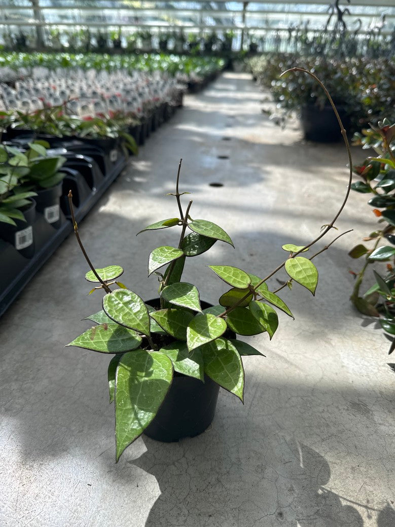 Hoya Parasitica Black Margin