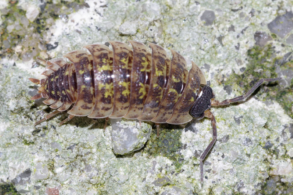 Porcellio Spinicornis