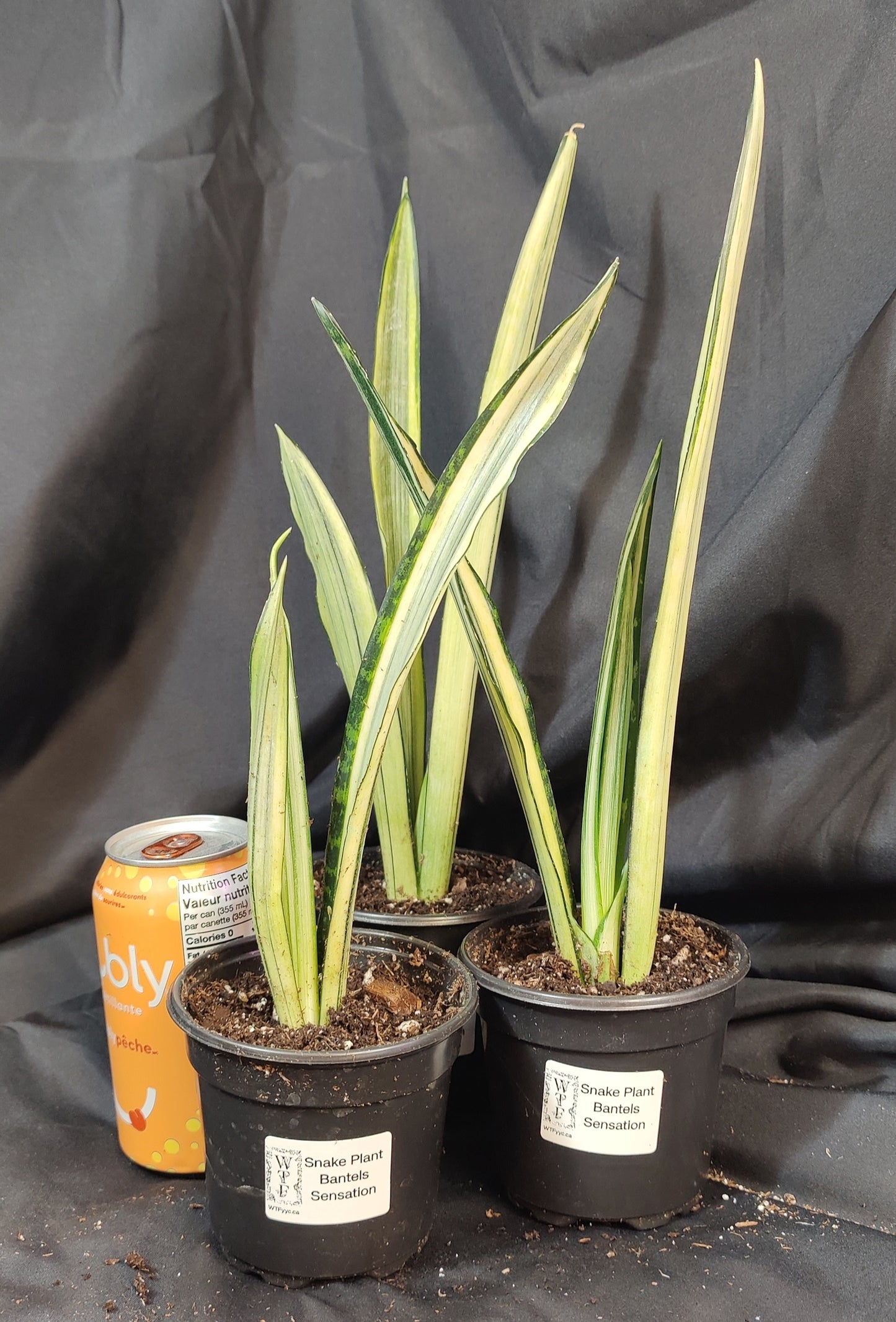 Snake Plant Bantels Sensation