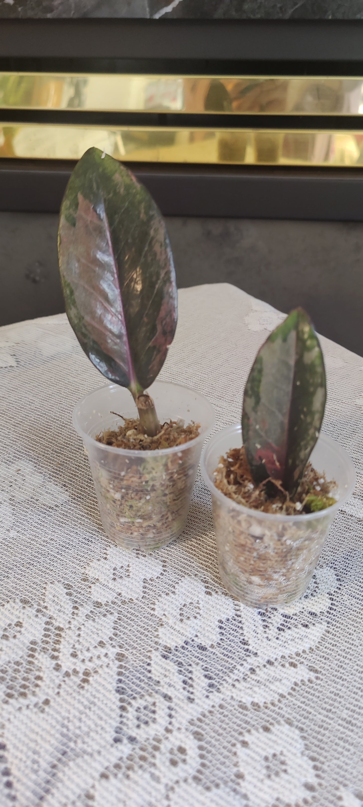 Variegated Raven Zz Pink
