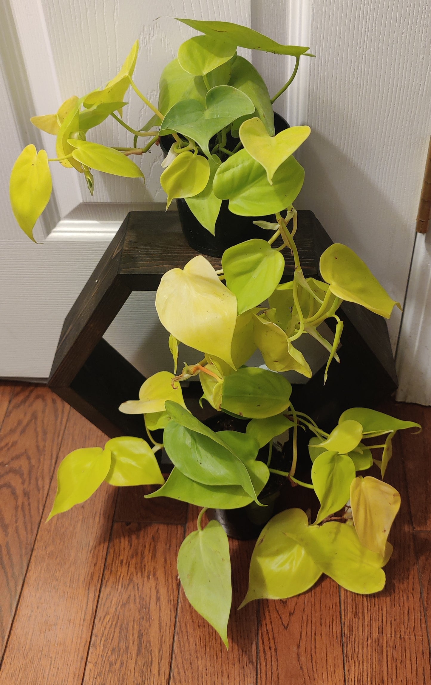 Philodendron Heart Leaf Lime