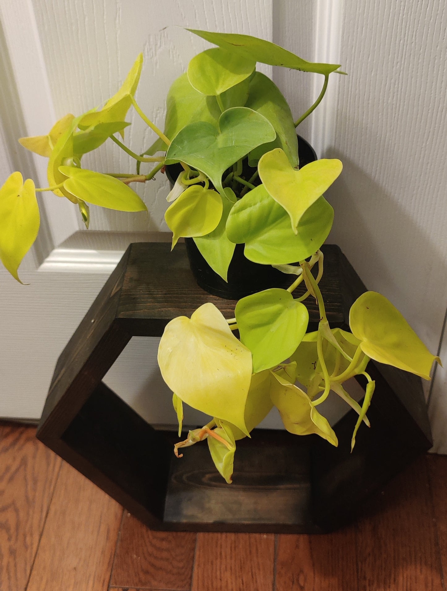 Philodendron Heart Leaf Lime