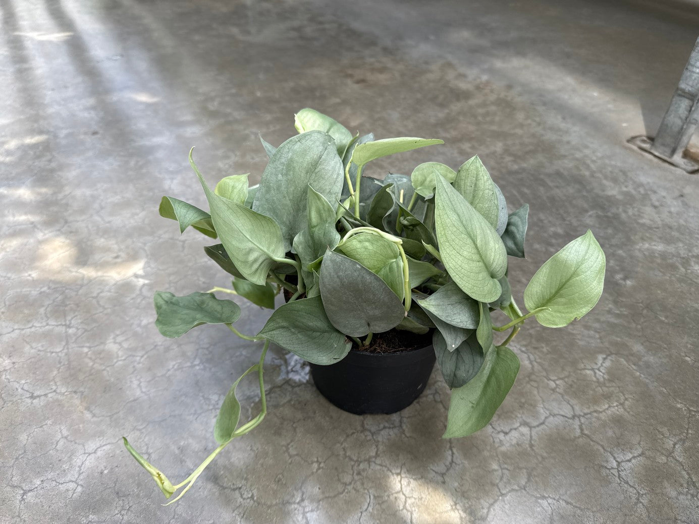 Scindapsus Java Platinum