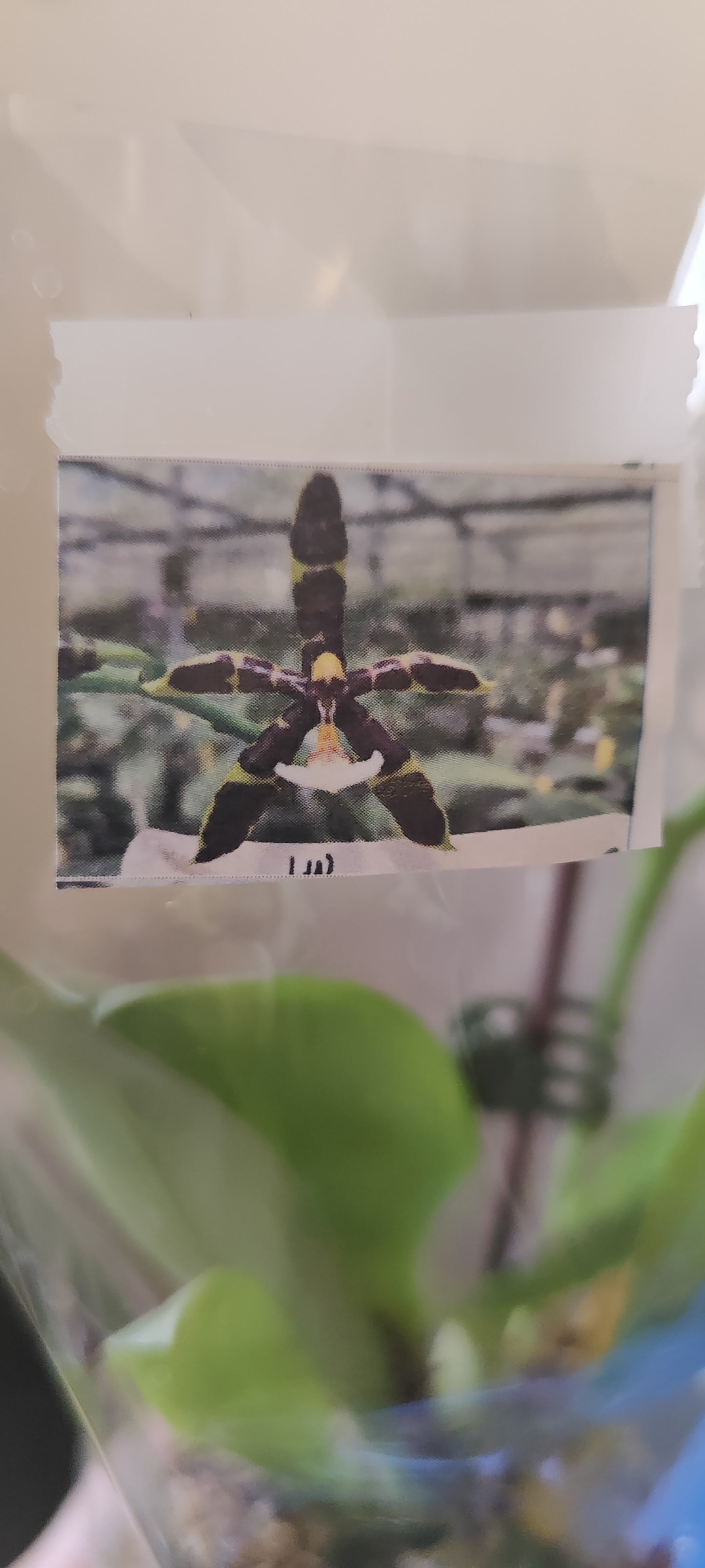 Phal Jiano Panthers 'Black Bee' orchid