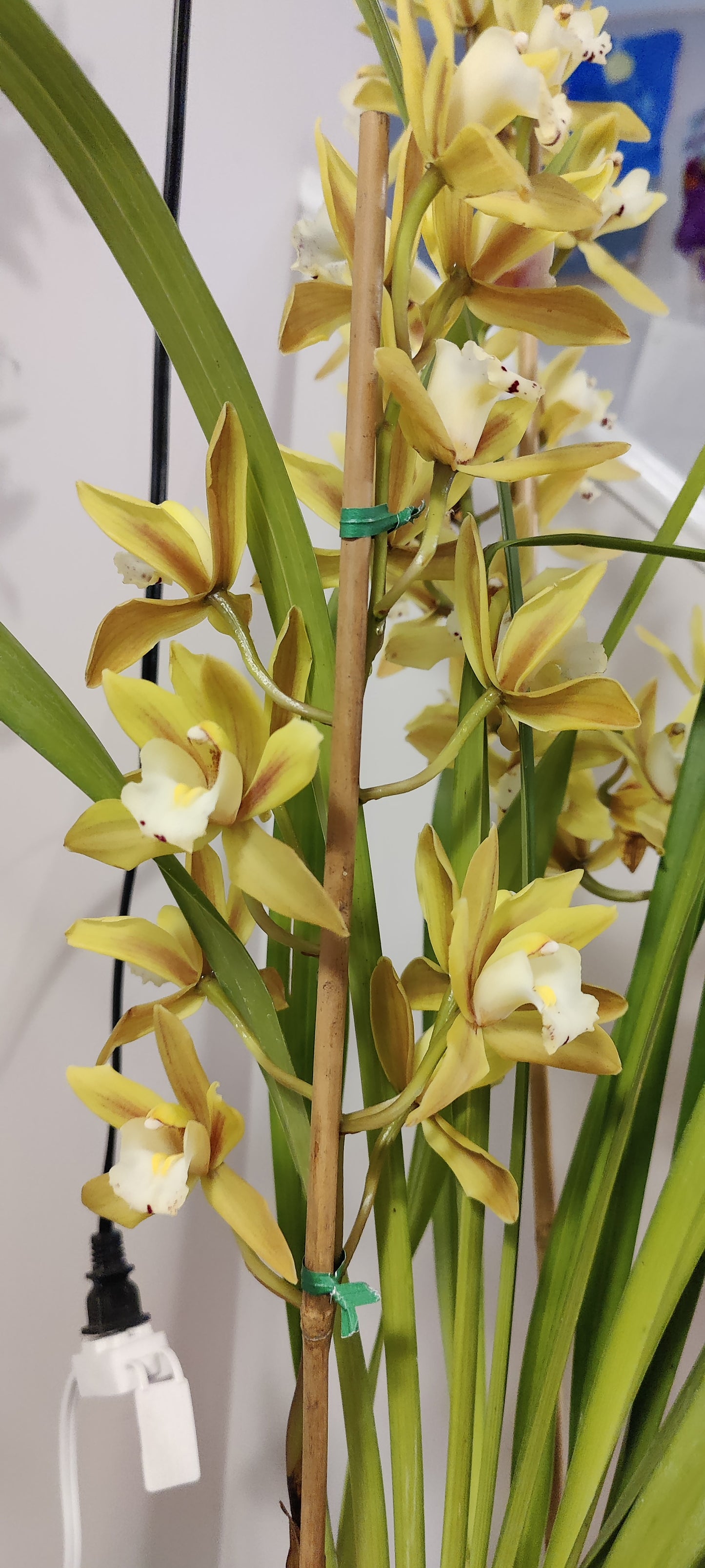 Large Cymbidium Orchid