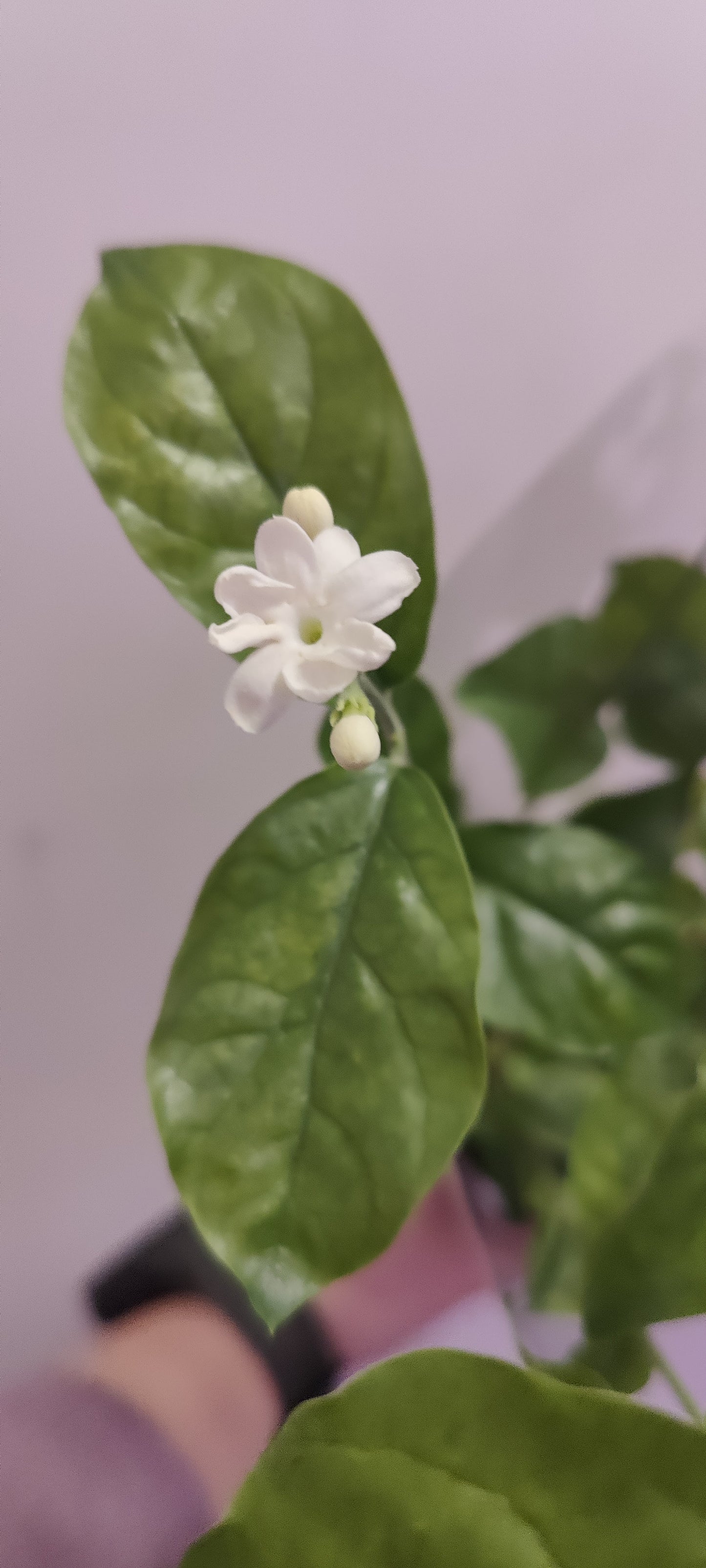 Jasmine Arabian Sanbac