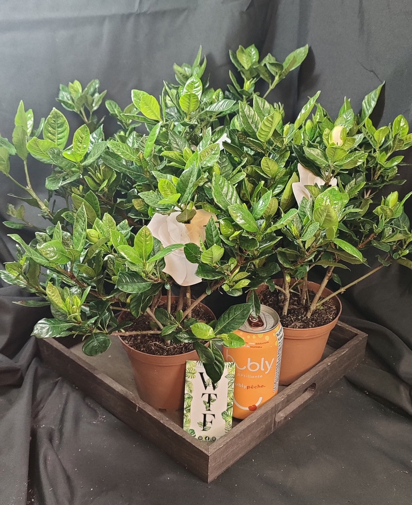 Gardenia Bush (Cape Jasmine)
