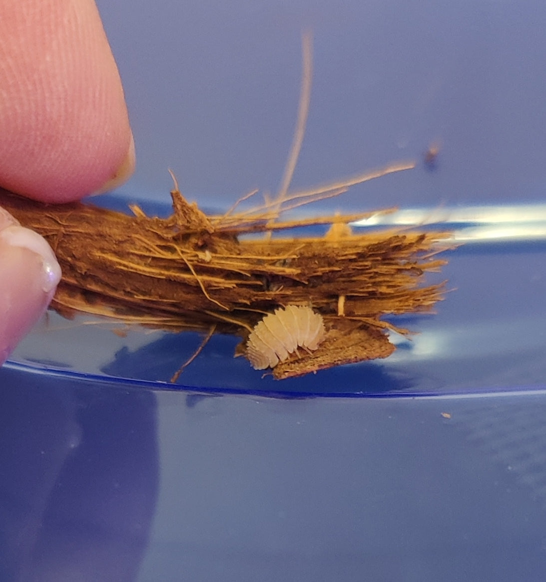 Cristarmadillidium Muricatum Pineapple