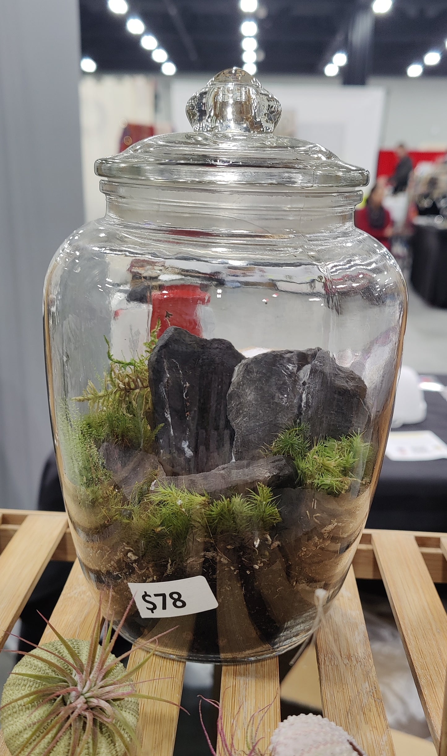 Small Terrarium