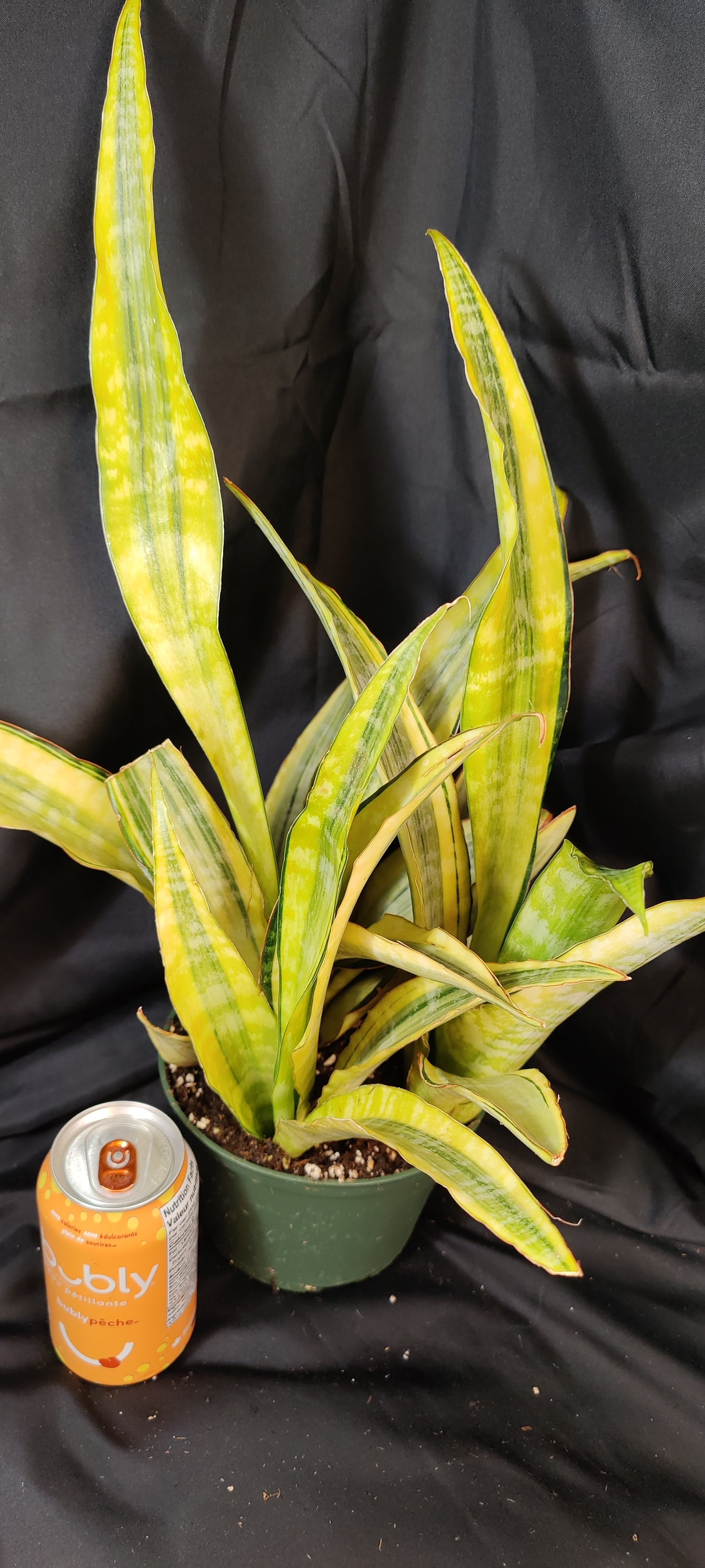 Snake Plant Lauren