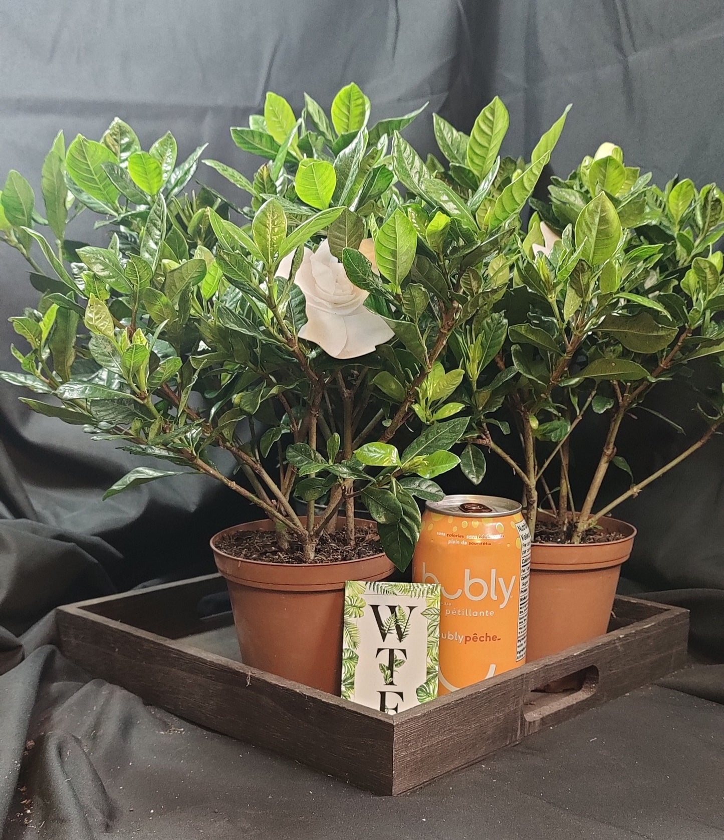 Gardenia Bush (Cape Jasmine)