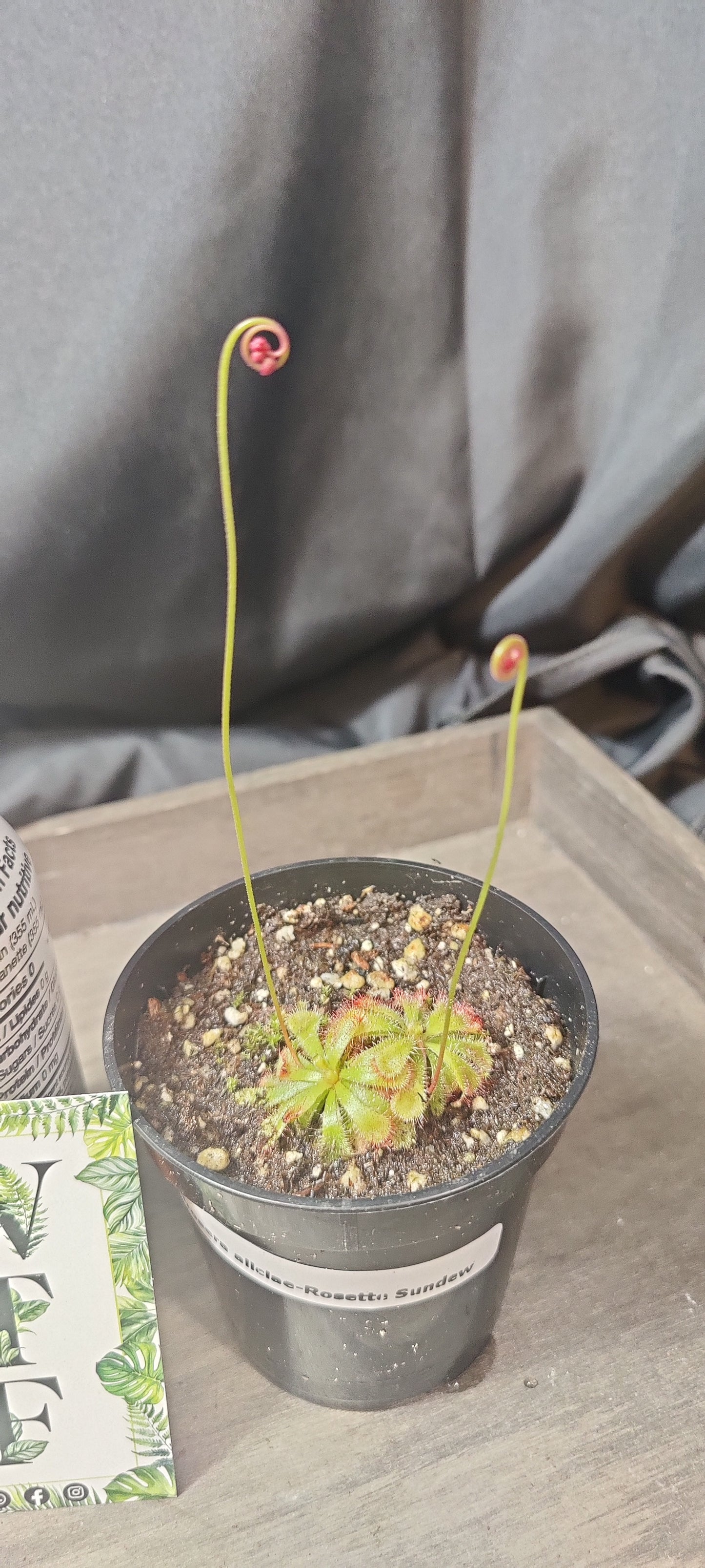 Rosette Sundew - Drosera Aliciae