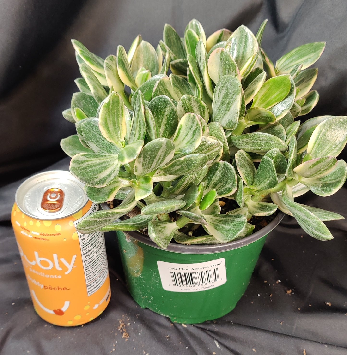 Jade Plant Assorted
