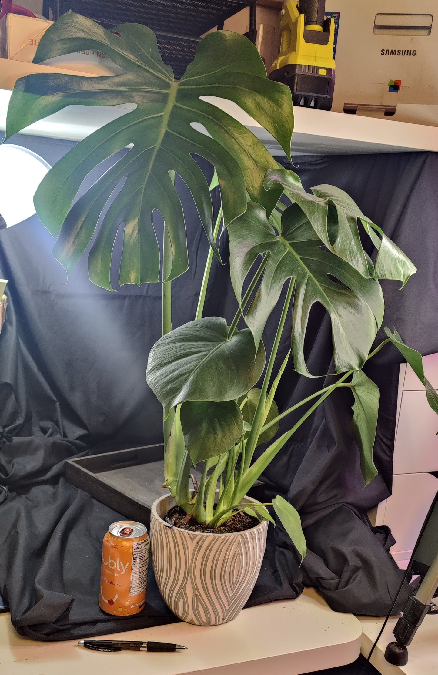 Monstera Deliciosa (Split Leaf)