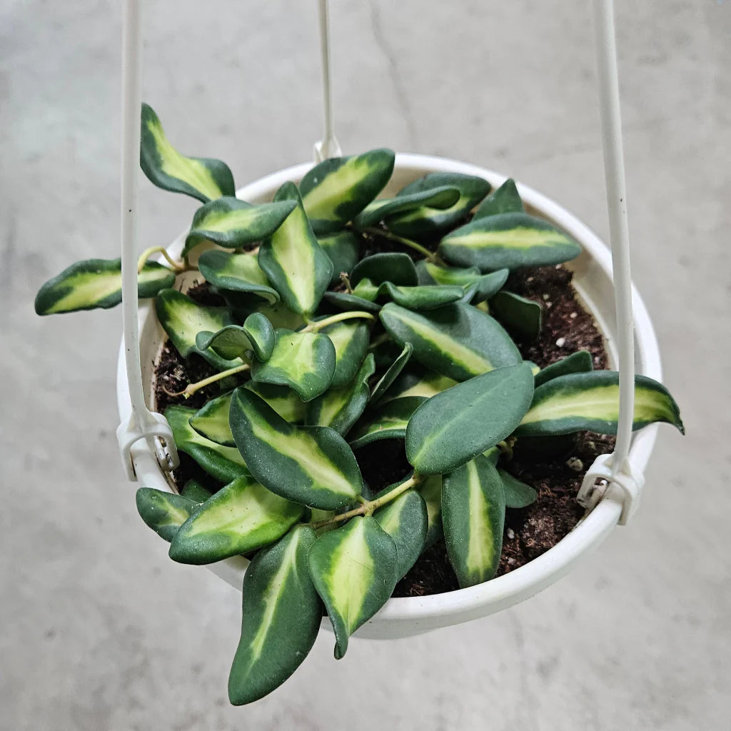 Hoya Ds 70 Variegated