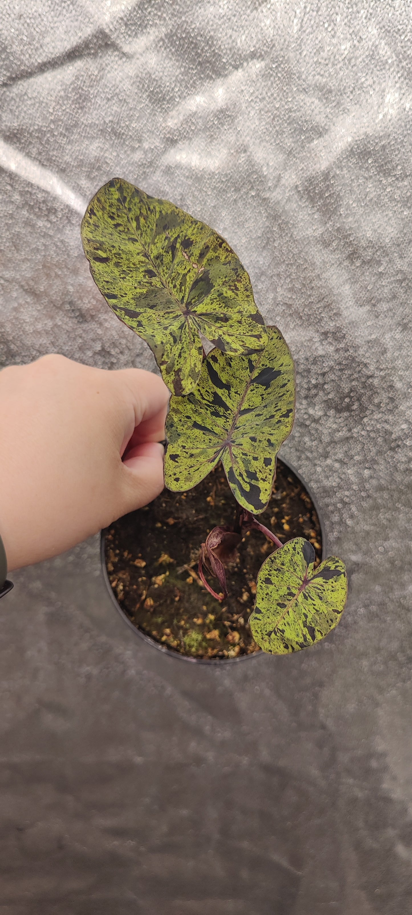 Colocasia Mojito