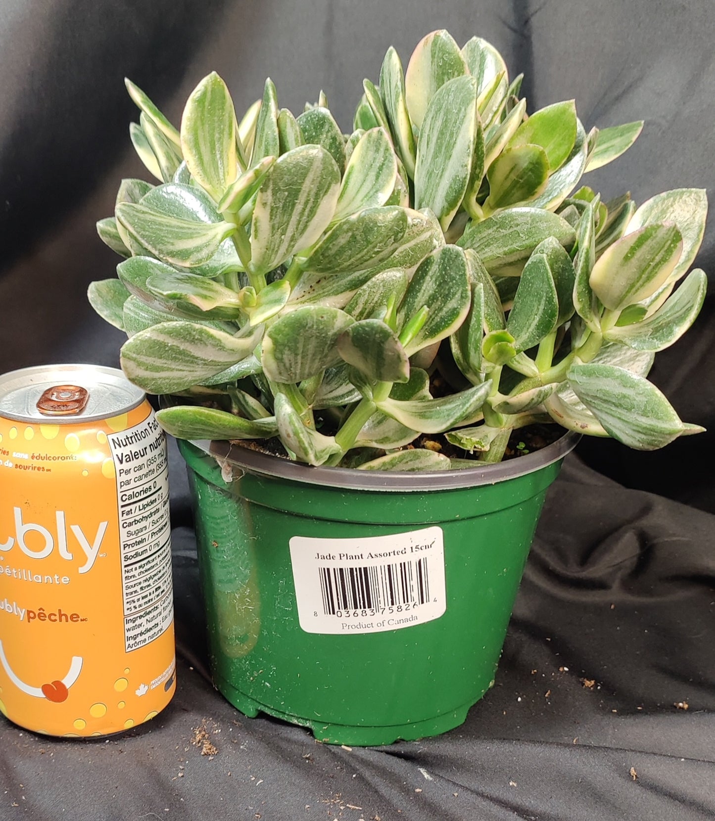 Jade Plant Assorted