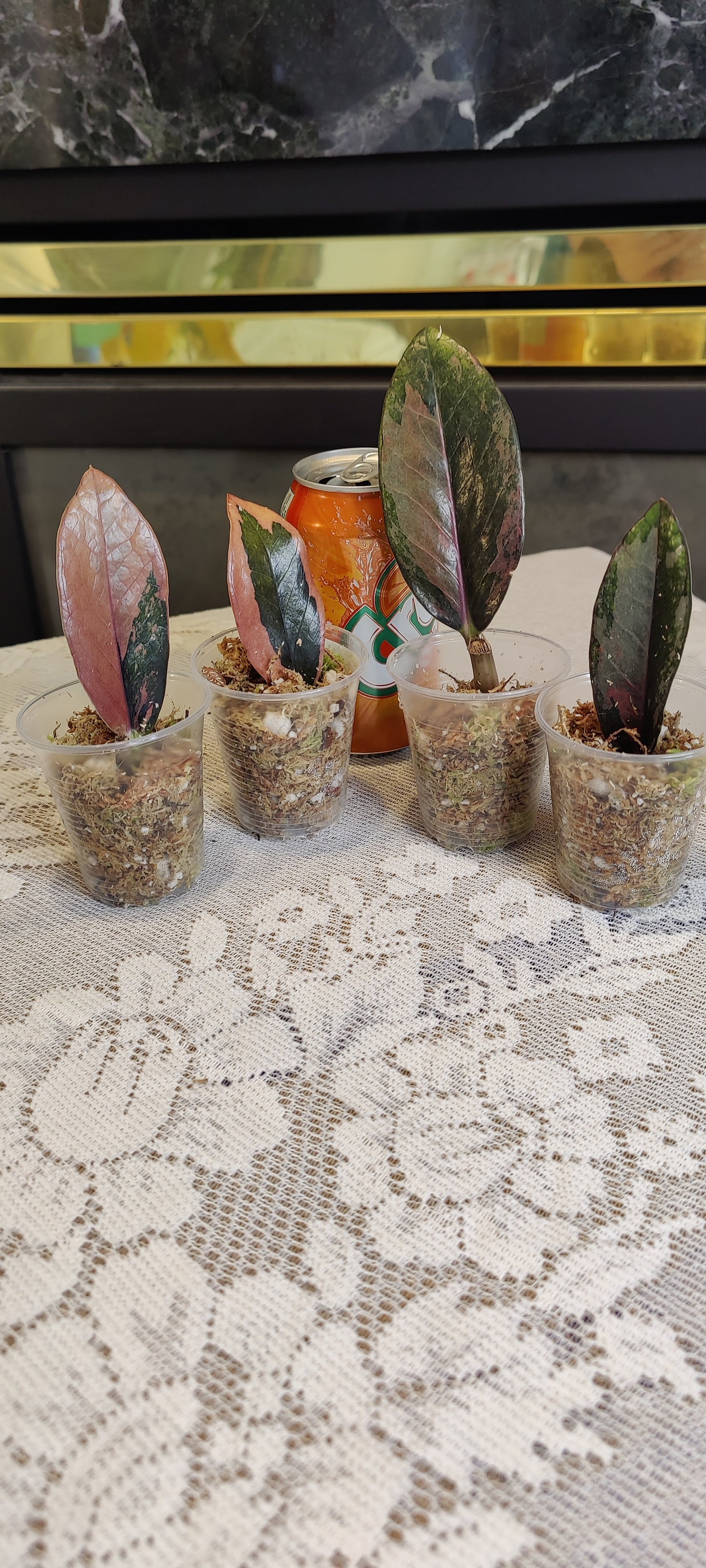 Variegated Raven Zz Pink
