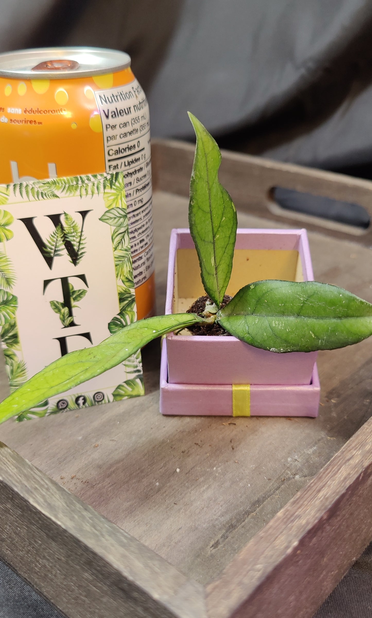 Hoya Crassipetiolata