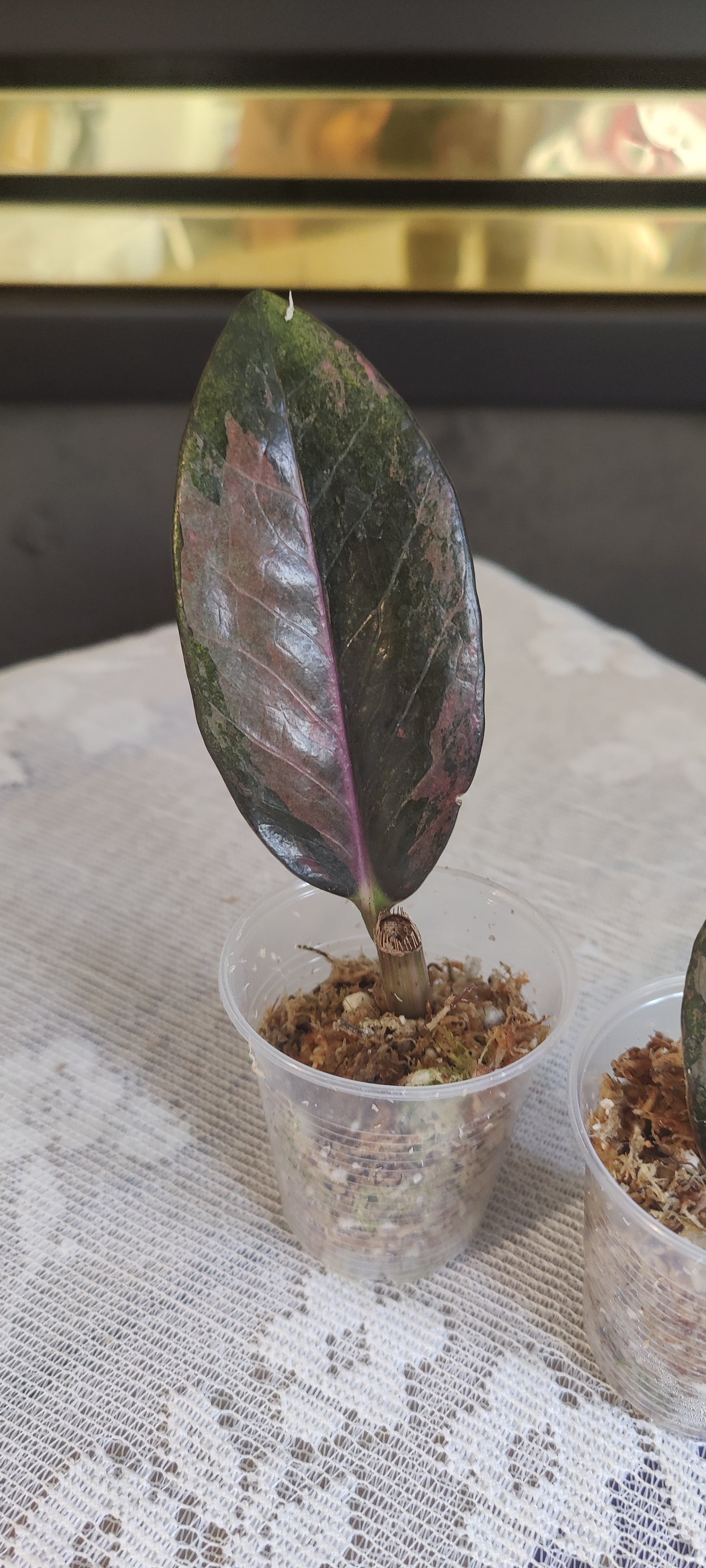 Variegated Raven Zz Pink