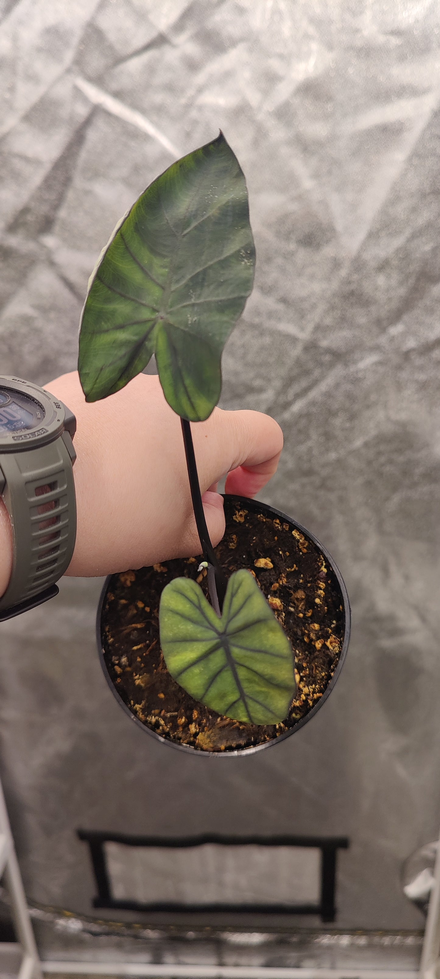 Colocasia Mojito