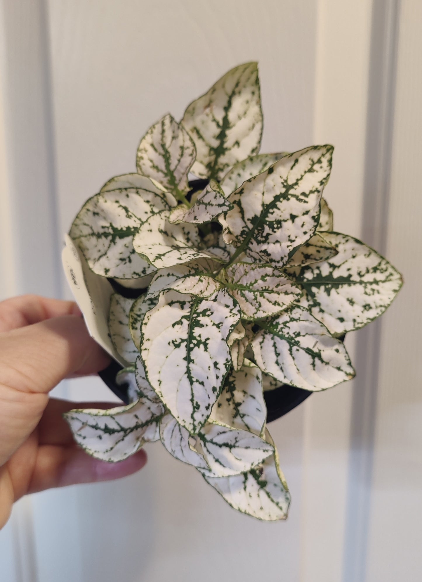 Polka Dot Plant