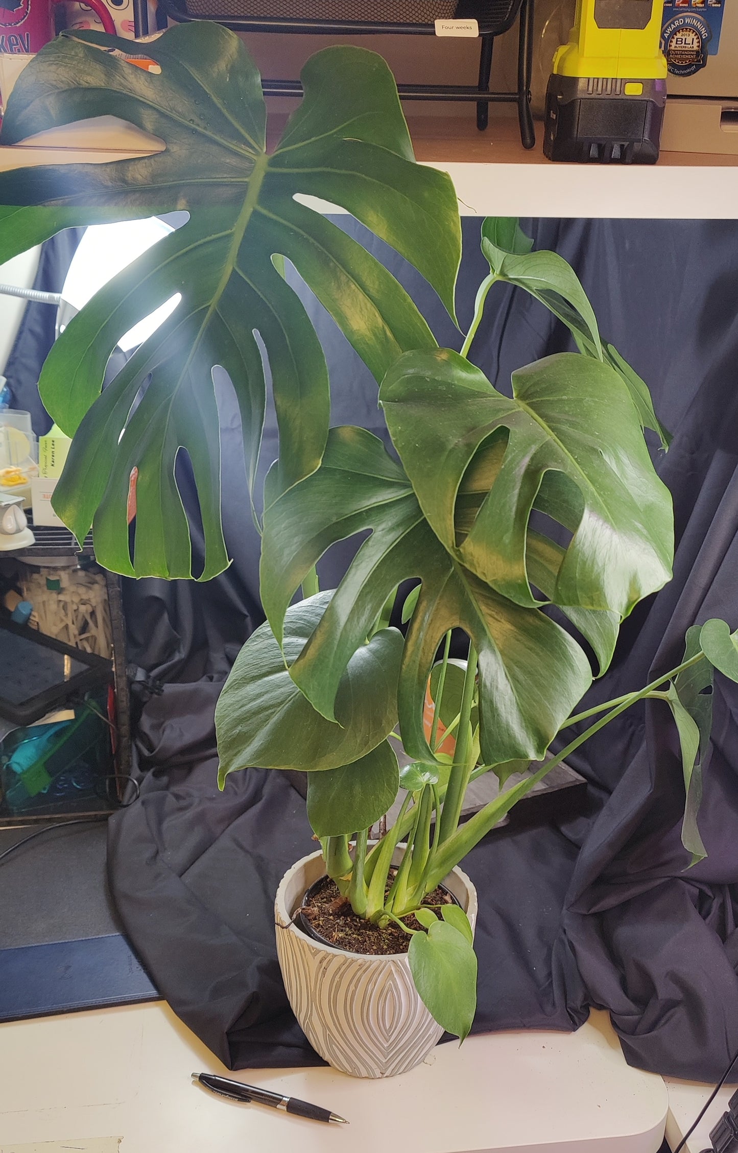 Monstera Deliciosa (Split Leaf)