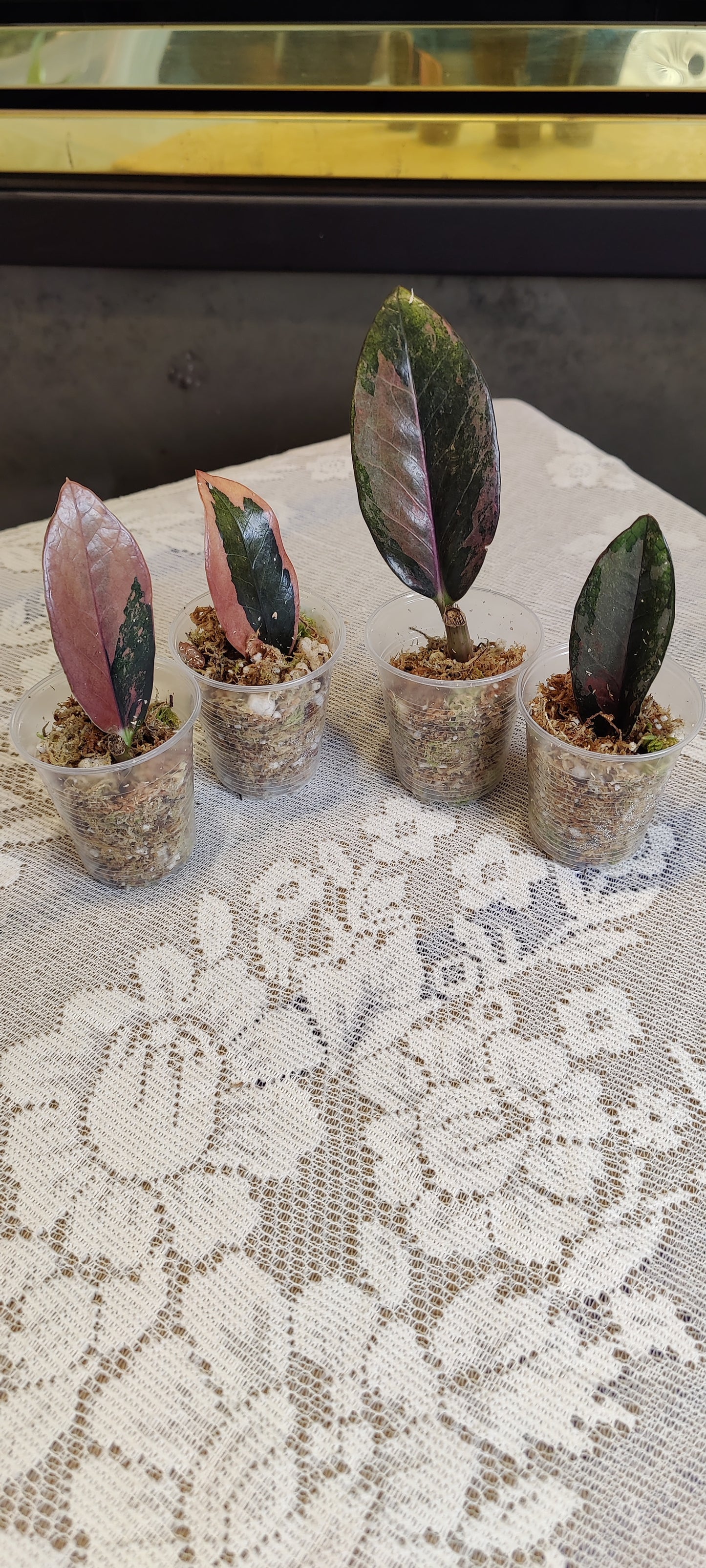 Variegated Raven Zz Pink