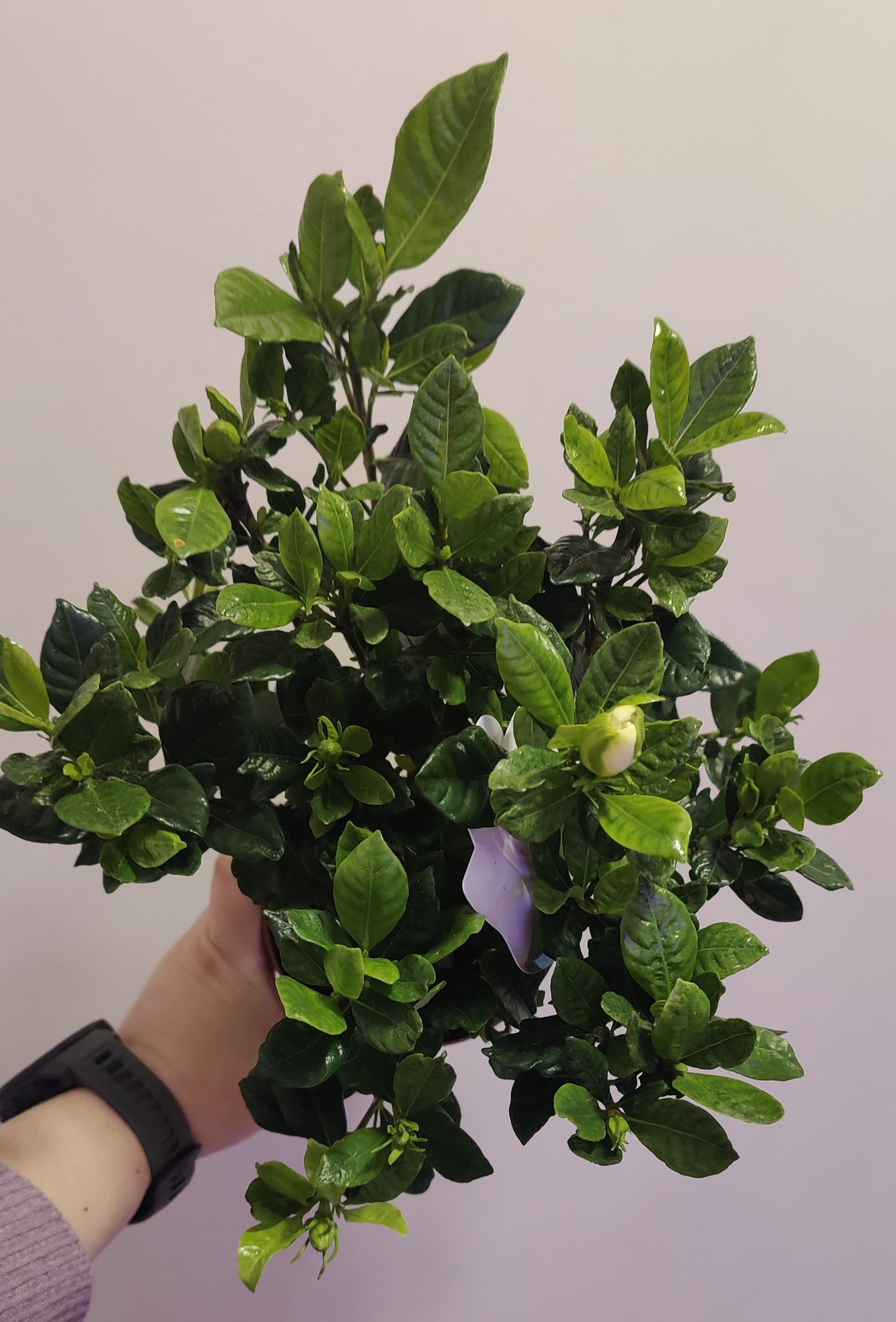 Gardenia Bush (Cape Jasmine)