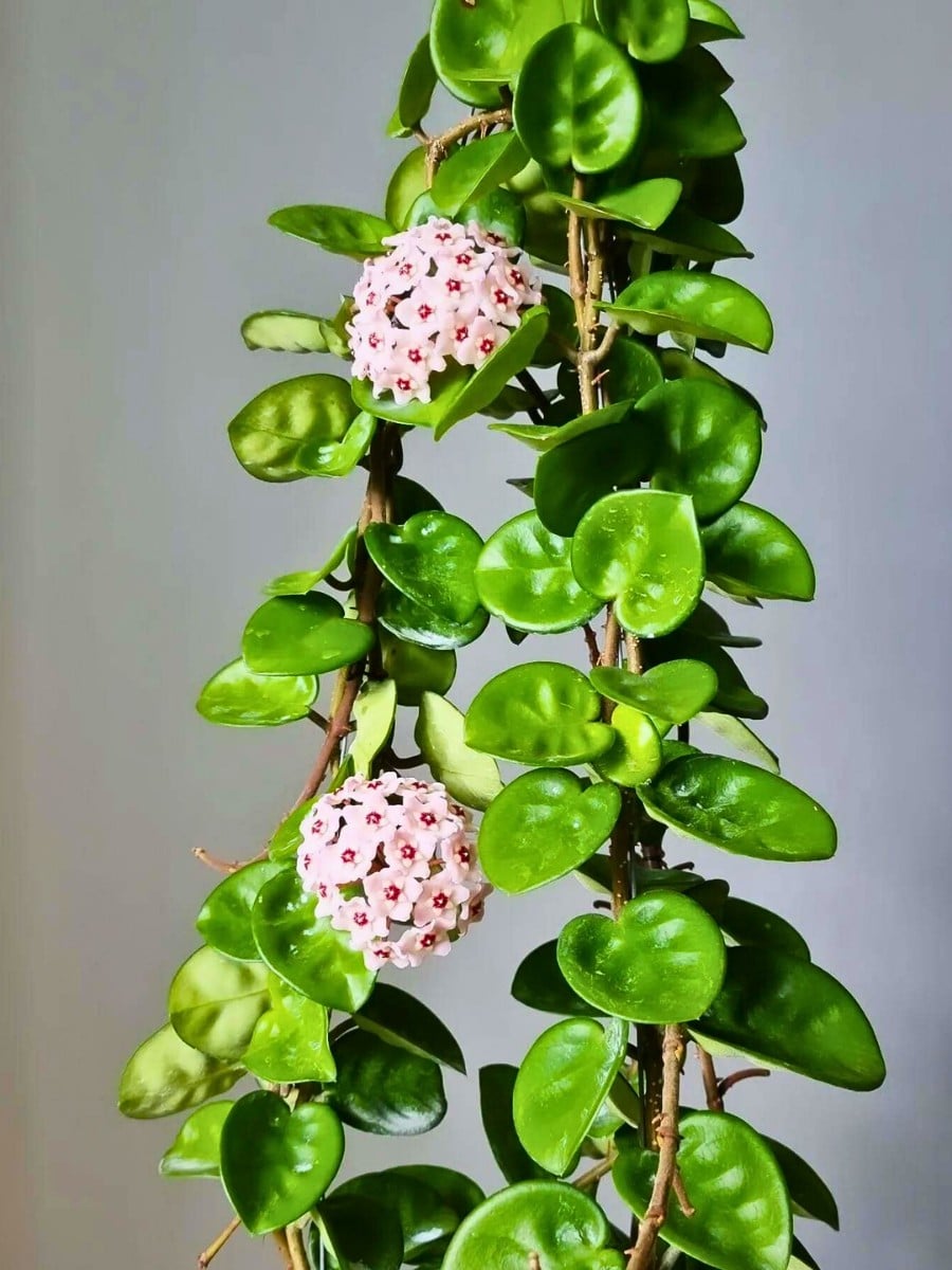 Hoya Carnosa Chelsea