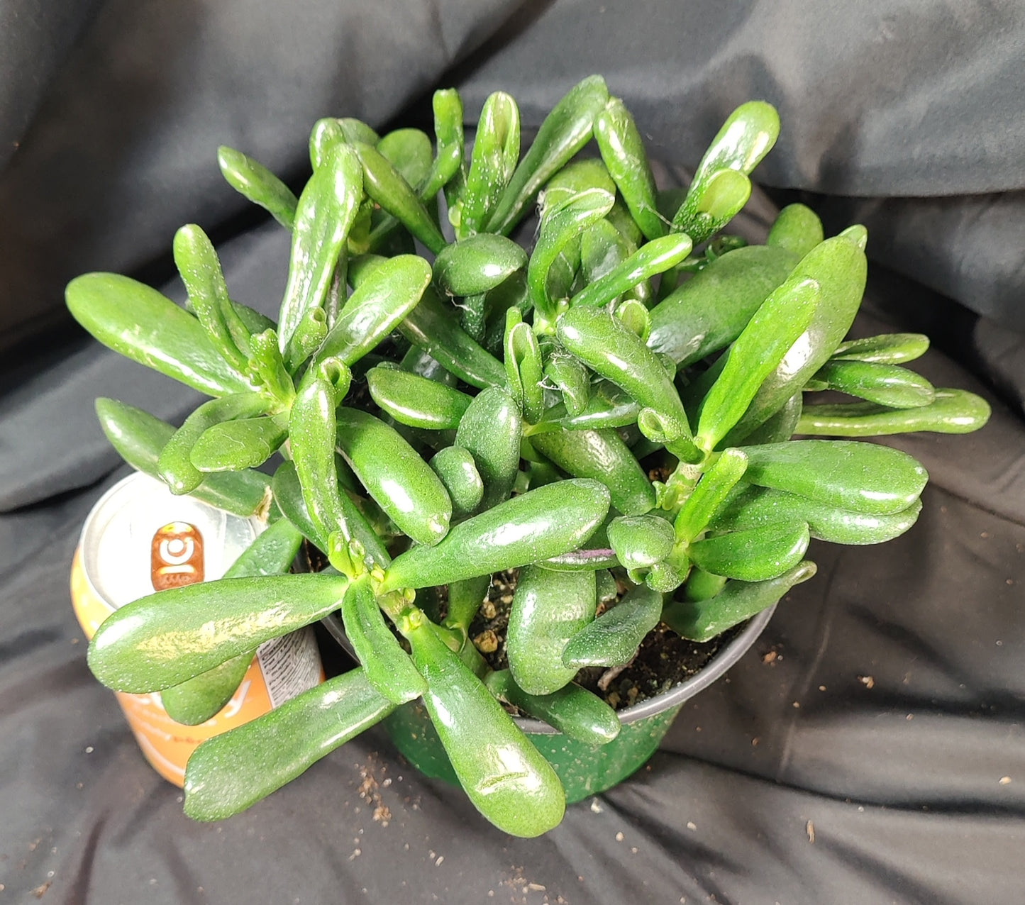 Jade Plant Assorted