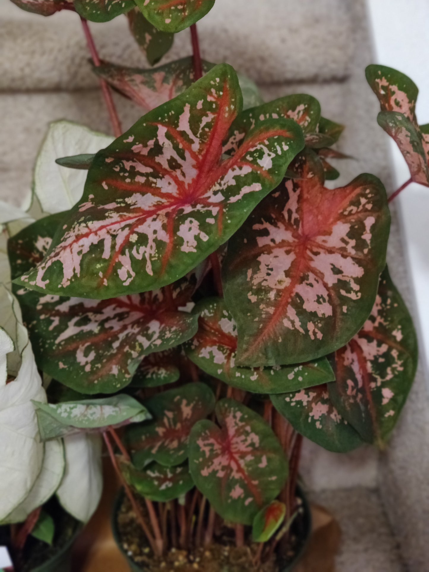Caladium 6" Pot