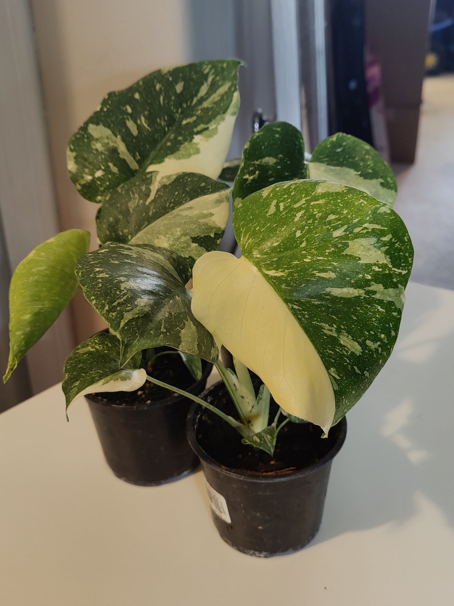 Monstera Thai Con