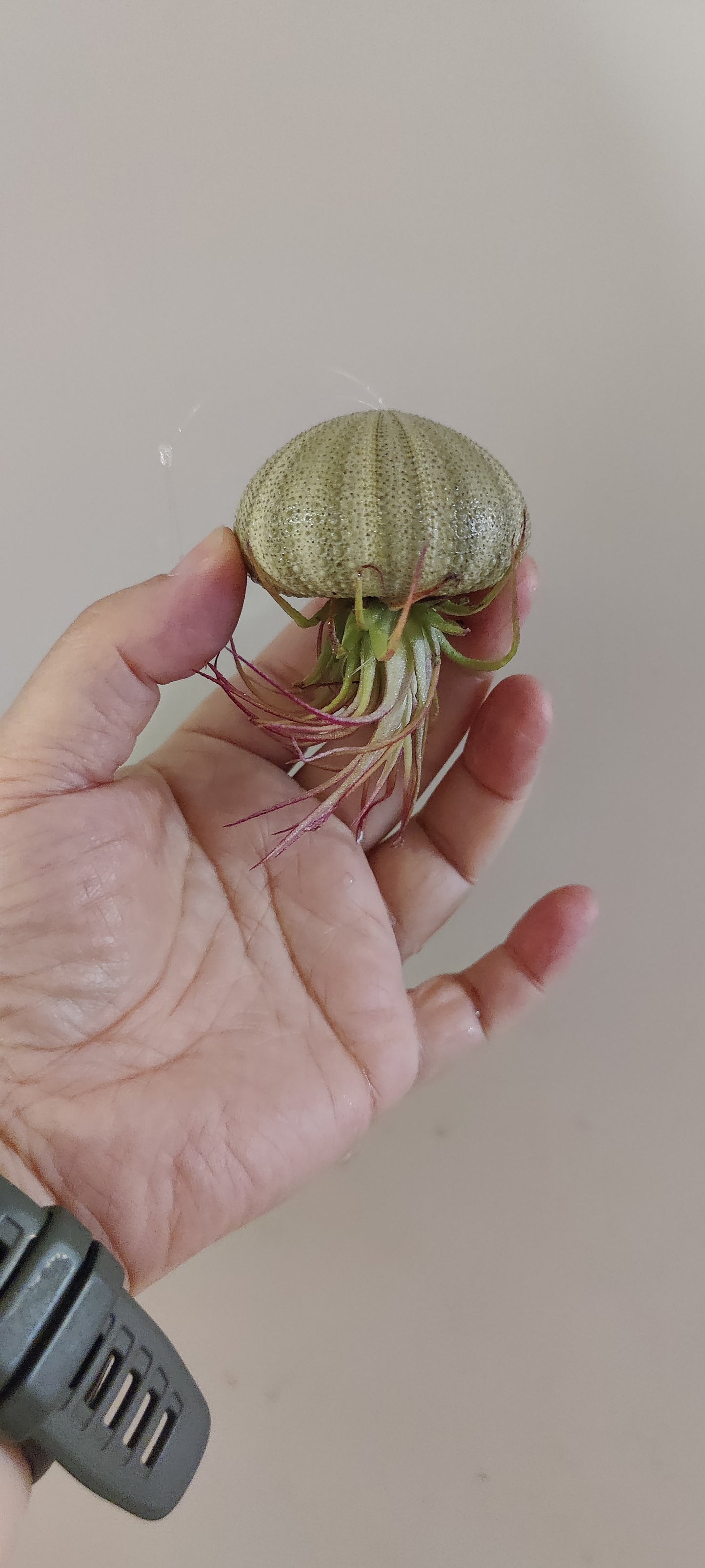 Jelly Fish Airplant