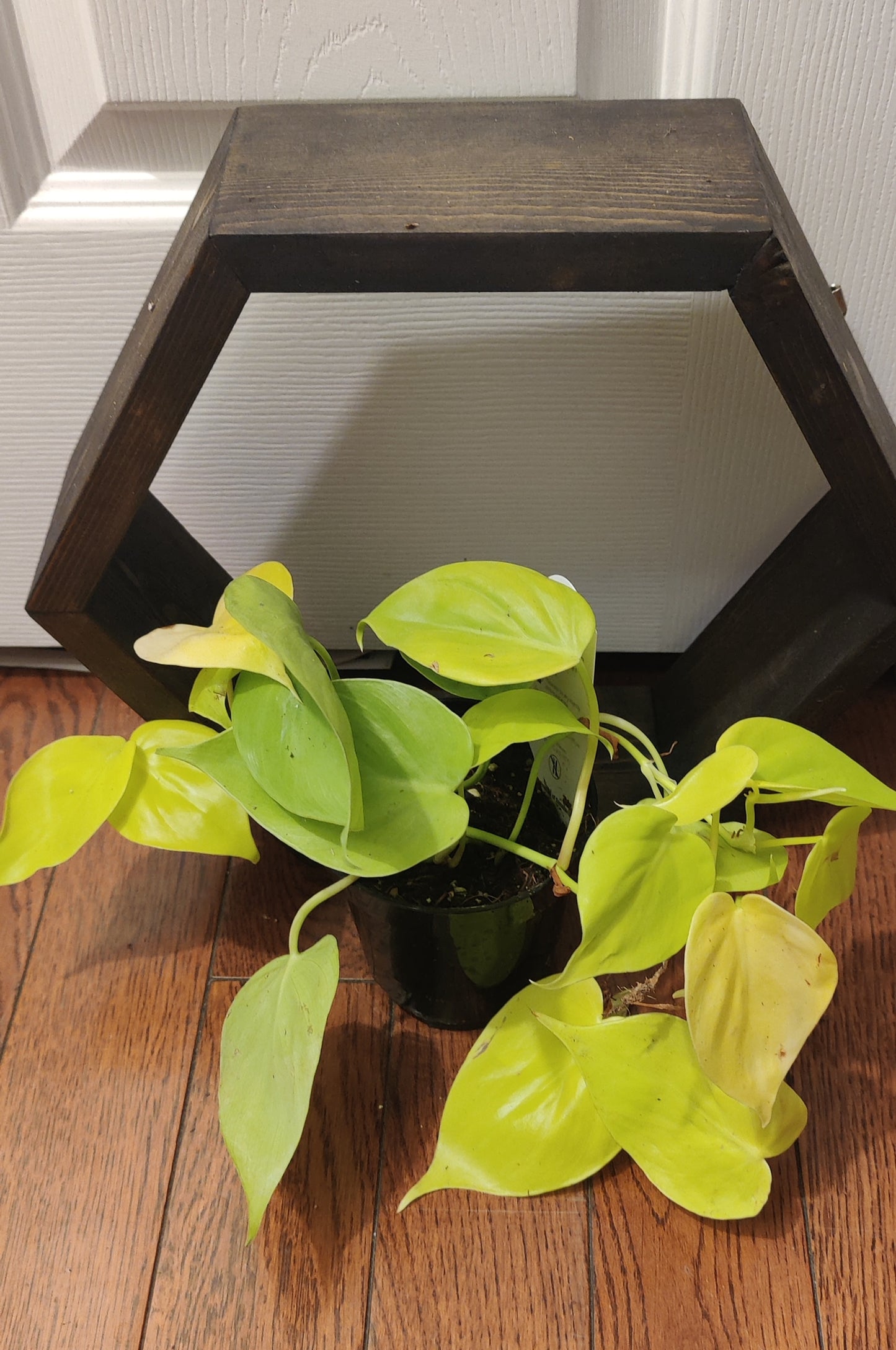Philodendron Heart Leaf Lime