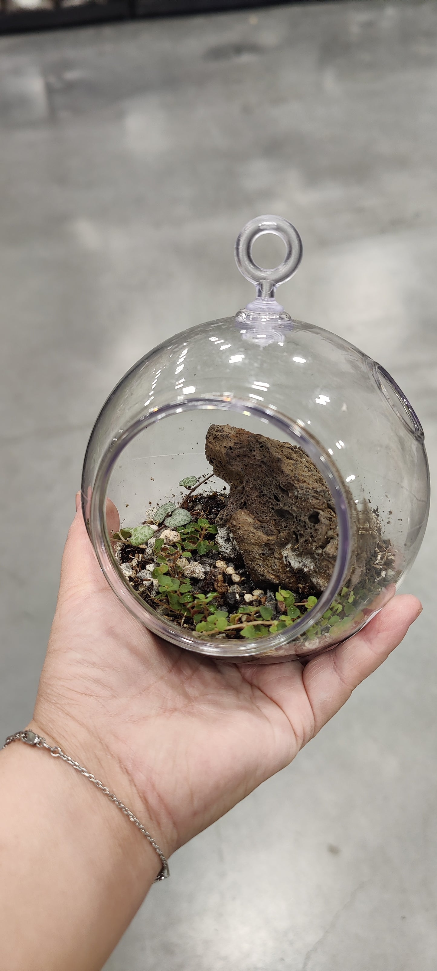 Small Terrarium